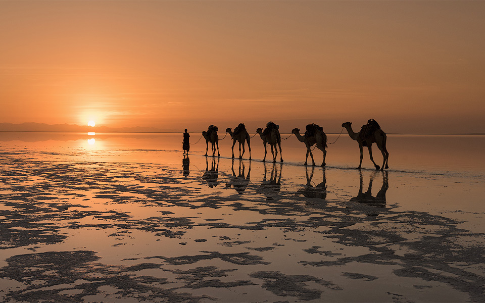 Camels On A Salt Lake, North Africa