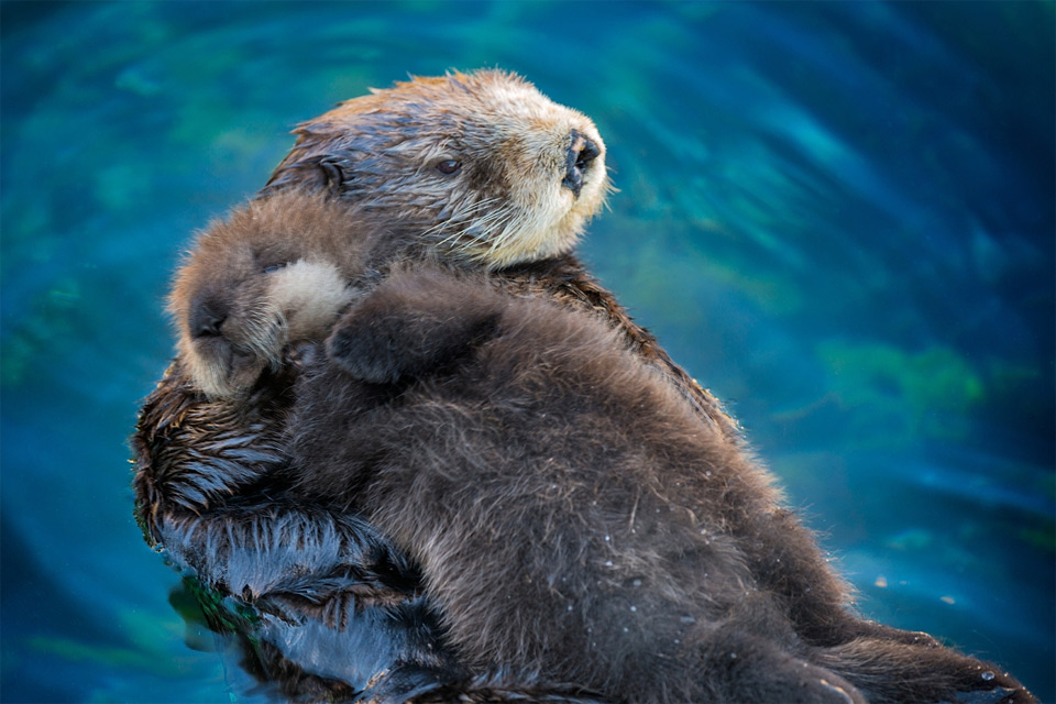Sea Otter Babies Sleep On Their Mother Photo | One Big Photo