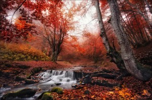 Red Forest Of Carpathians Mountains, Ukraine