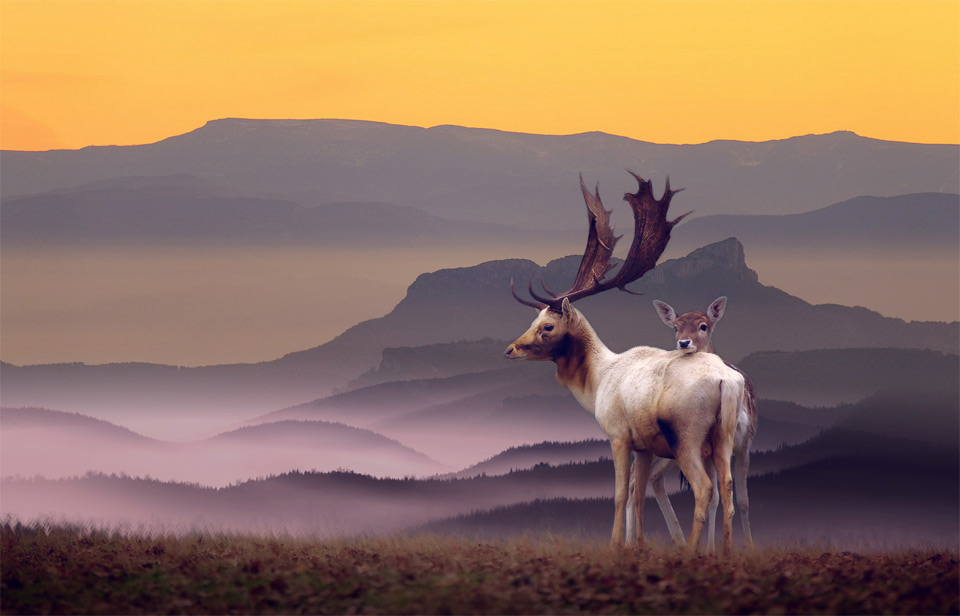 Deer Family In A Perfect Landscape Photo