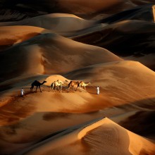 Tribesmen Leads His Camels Through Desert