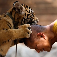 Buddhist Monk Plays With A Baby Tiger, Thailand
