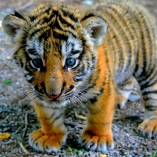 tiger shaking itself dry photo | One Big Photo