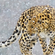 Leopard's Surface Tension Photo | One Big Photo