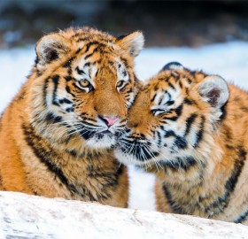 tiger snuggling