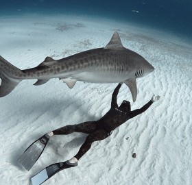 diver who swims with sharks