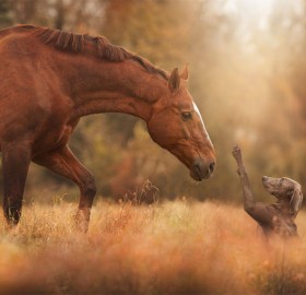 Hello Buddy, Horse And The Dog