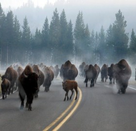 Rush Hour Traffic in Yellowstone