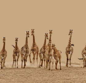 giraffe Archives - One Big Photo | One Big Photo