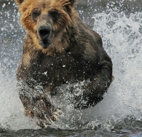 bear running through water
