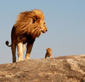lions, father and son