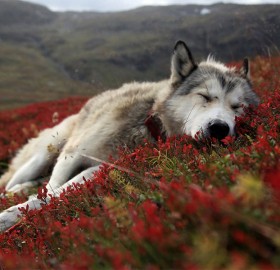sleepy husky at red field