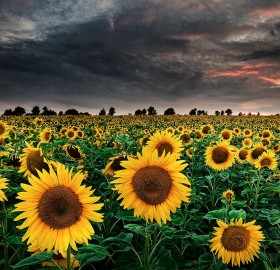 sunflowers of the storm