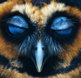 an owl with closed eyes