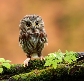 The Amazing World Of Owls In Photography