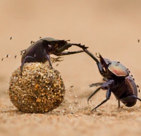 bug gladiators