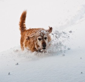 golden retriever playing in the snow