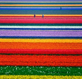 holland tulip farm