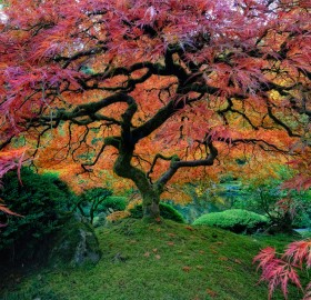 World’s Most Beautiful Trees Photography