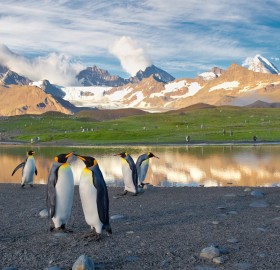 penguins in south georgia island