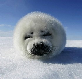 super cute baby seal