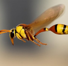 wasp in flight