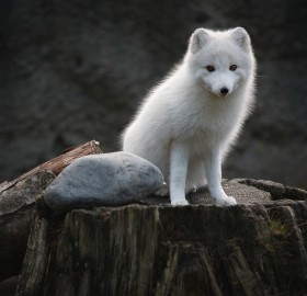 young artic fox