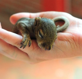 baby squirrel in good hands
