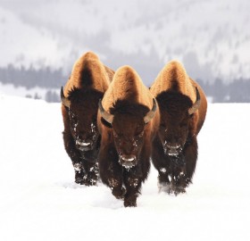 this buffalo mean business