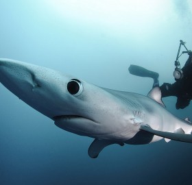 blue shark and the diver
