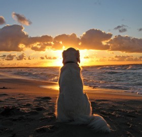dog enjoys a beautiful sunset