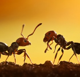 macro shot of two ants