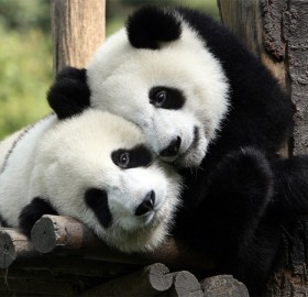 pandas in love