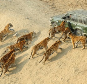 siberian tigers and their keeper