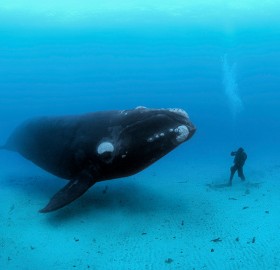 southern right whale meets diver