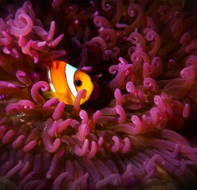 cute resident of deep sea