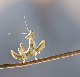happy mantis