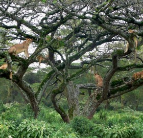 lions in a tree, kenya