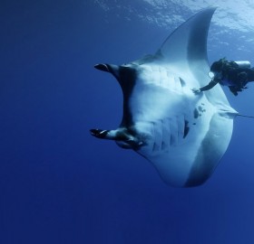 manta ray and scuba diver
