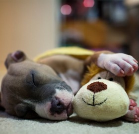 puppy pit-bull napping