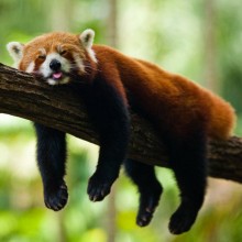 red panda sleeping