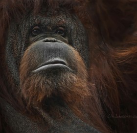 wise orangutan