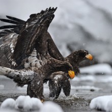 fishing eagles