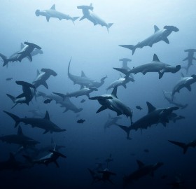 a shoal of hammerhead sharks