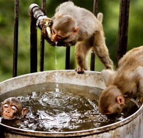 monkeys bath time