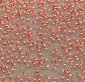 pink flamingos in mexico