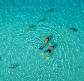 snorkelers and sharks, french polynesia