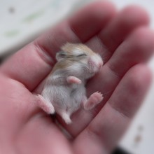 sleeping baby hamster