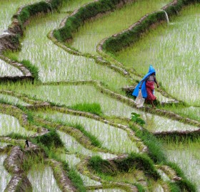 a farmer in nepal