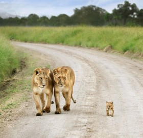 baby lion proud walk